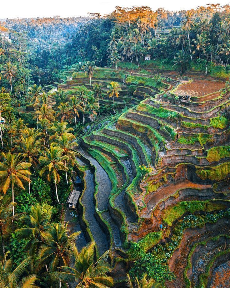 Kintamani/Mount Batur, Ubud sightseeing, Tegallalang Rice Terrace, Tegenungan Waterfall, Coffee Plantation & Bali Swing.
